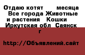 Отдаю котят. 1,5 месяца - Все города Животные и растения » Кошки   . Иркутская обл.,Саянск г.